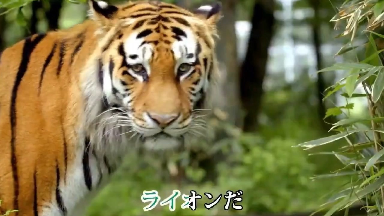 ライオンだ！（オ・モ・イ アプローチ）