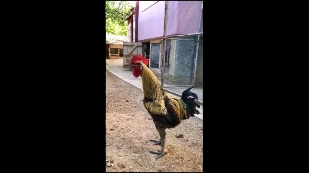 うるさく鳴いた